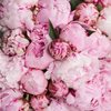 peonies