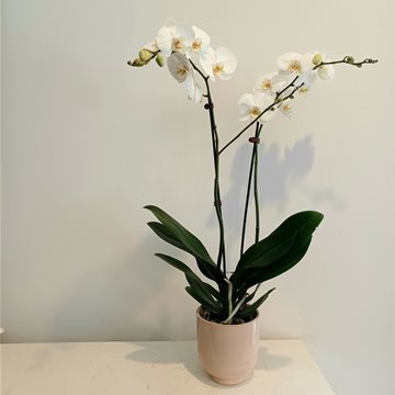 phalaenopsis orchid plant white - DOUBLE STEM