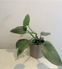 philodendron 