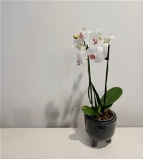phalaenopsis orchid 