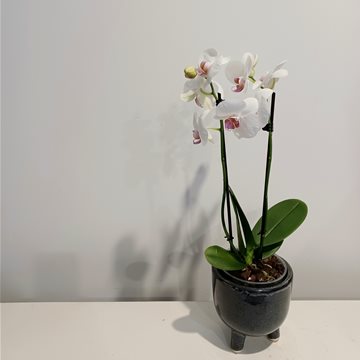 phalaenopsis orchid 