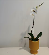 phalaenopsis orchid plant white