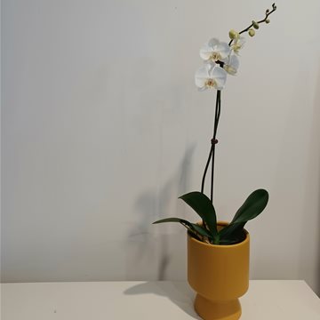 phalaenopsis orchid plant white